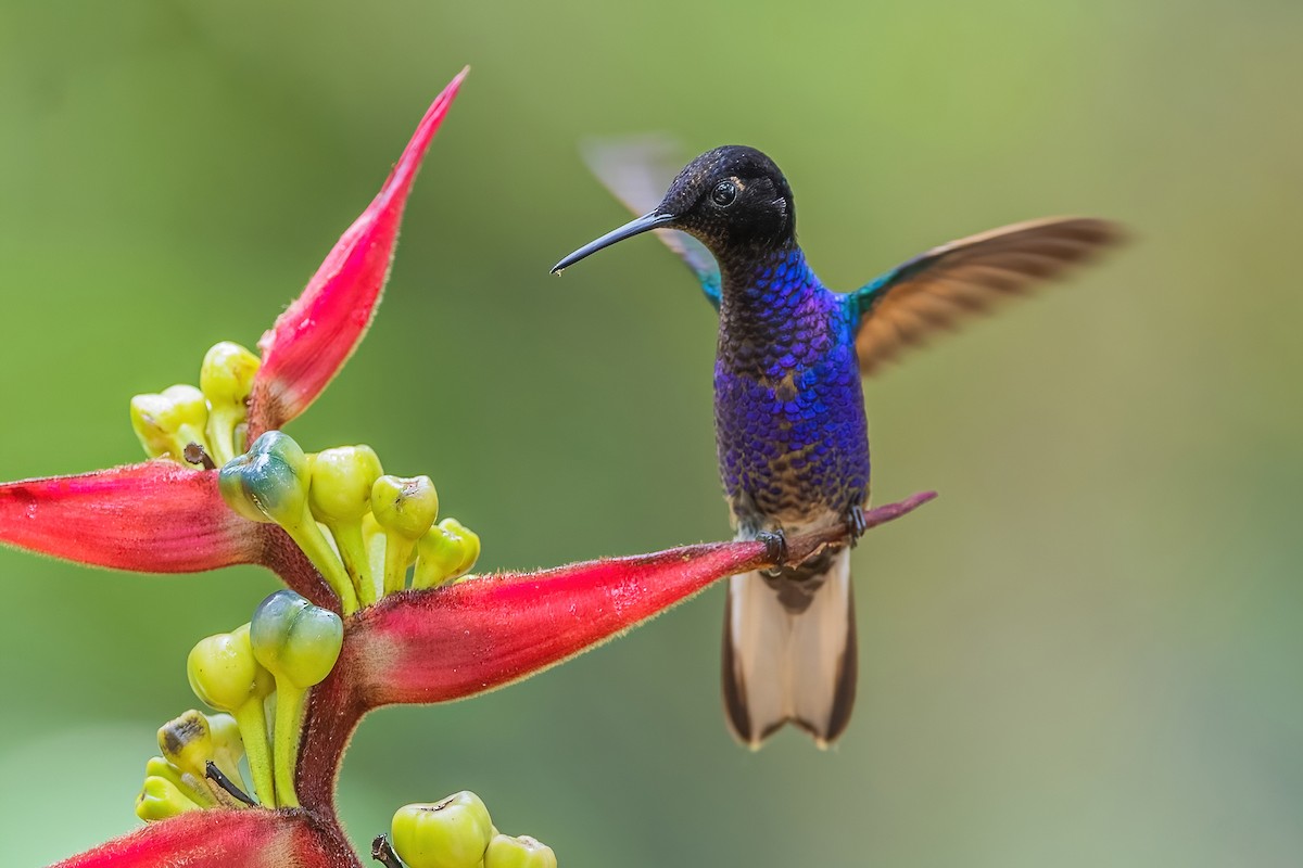 kolibřík hyacintový - ML587489581