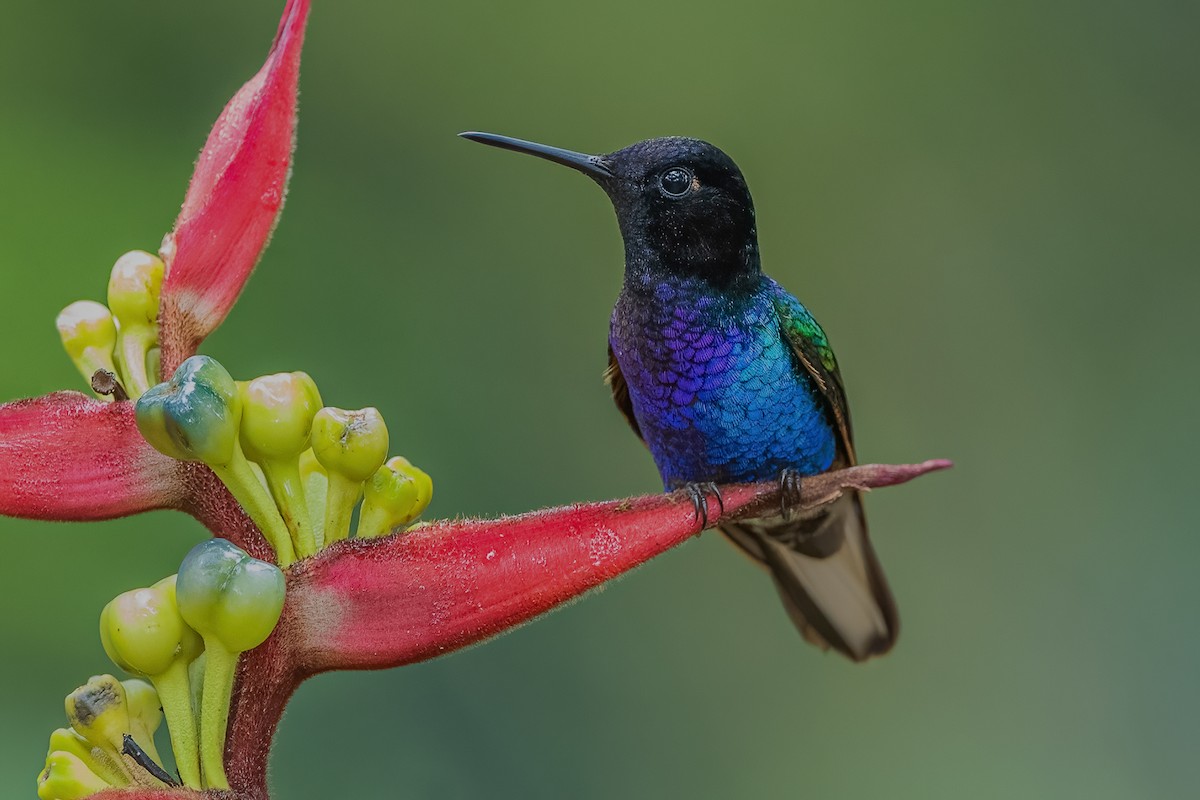 kolibřík hyacintový - ML587489591