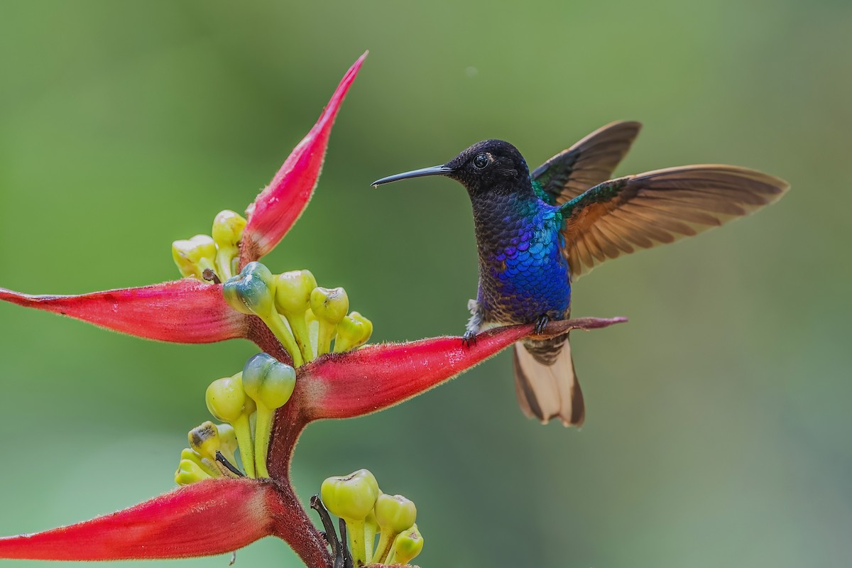 kolibřík hyacintový - ML587489601