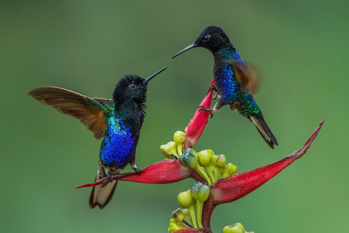kolibřík hyacintový - ML587489621