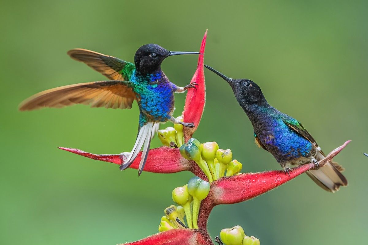 kolibřík hyacintový - ML587489641