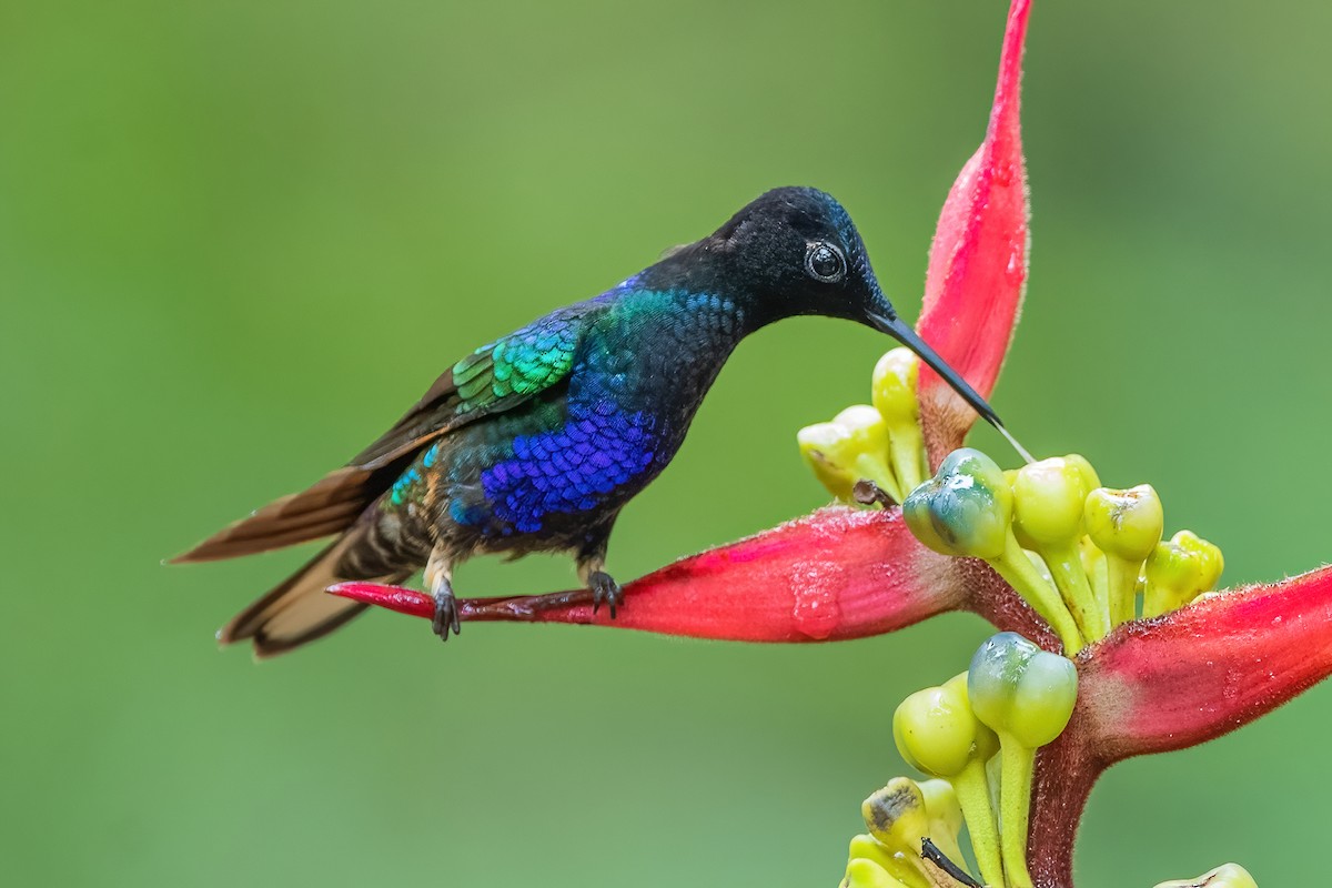 kolibřík hyacintový - ML587489661