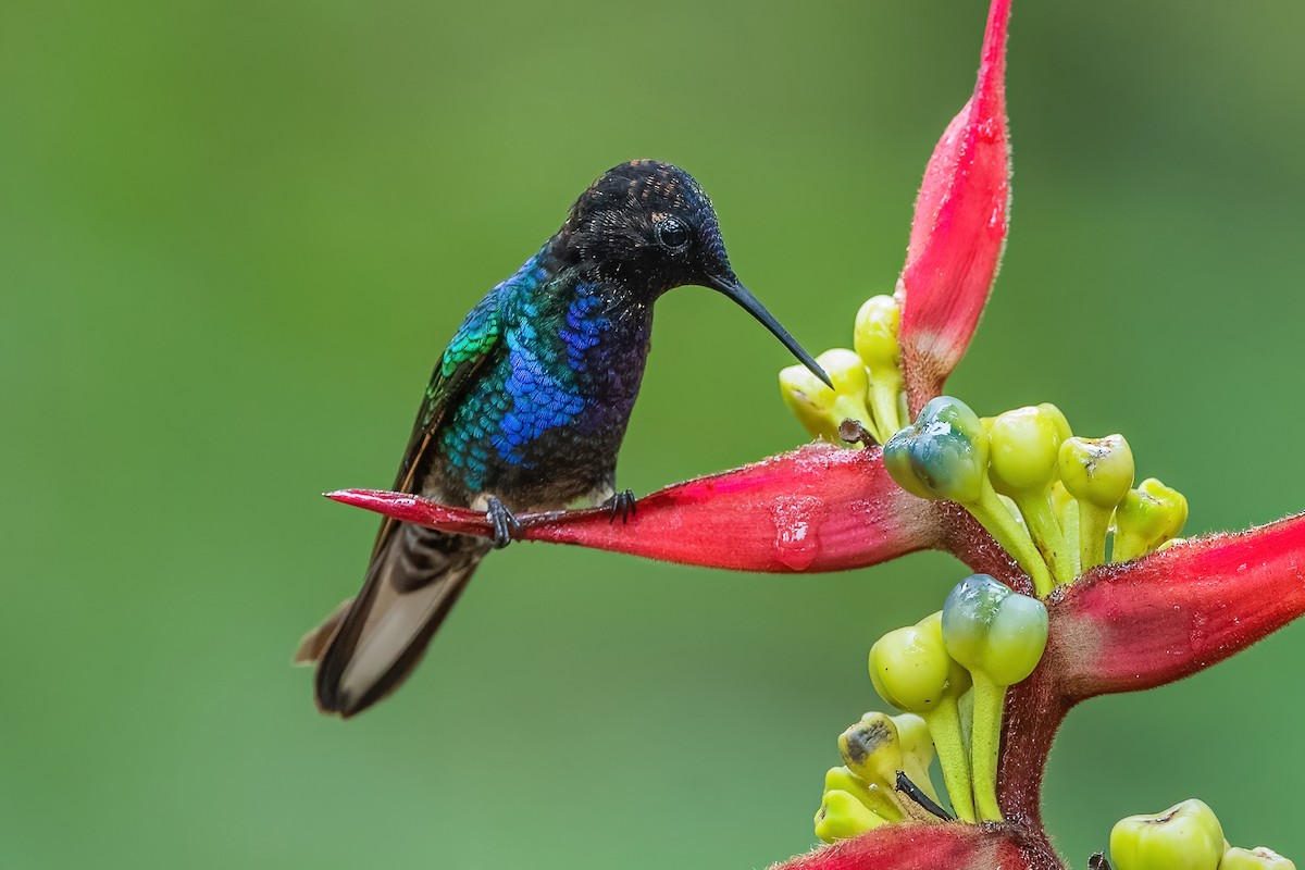 kolibřík hyacintový - ML587489671