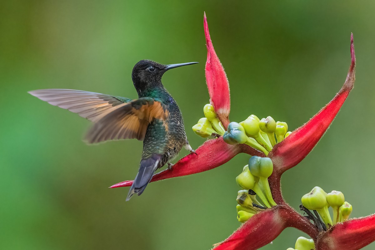 kolibřík hyacintový - ML587489691