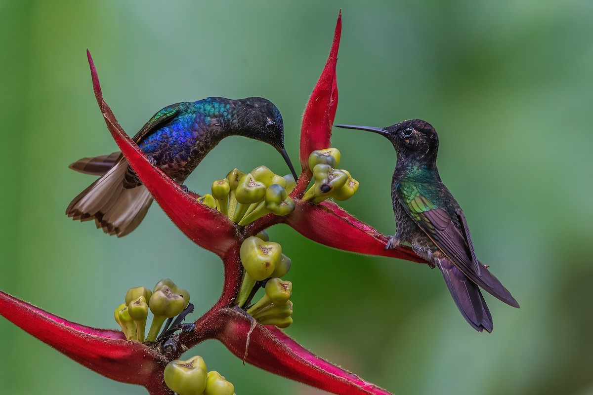 kolibřík hyacintový - ML587489701