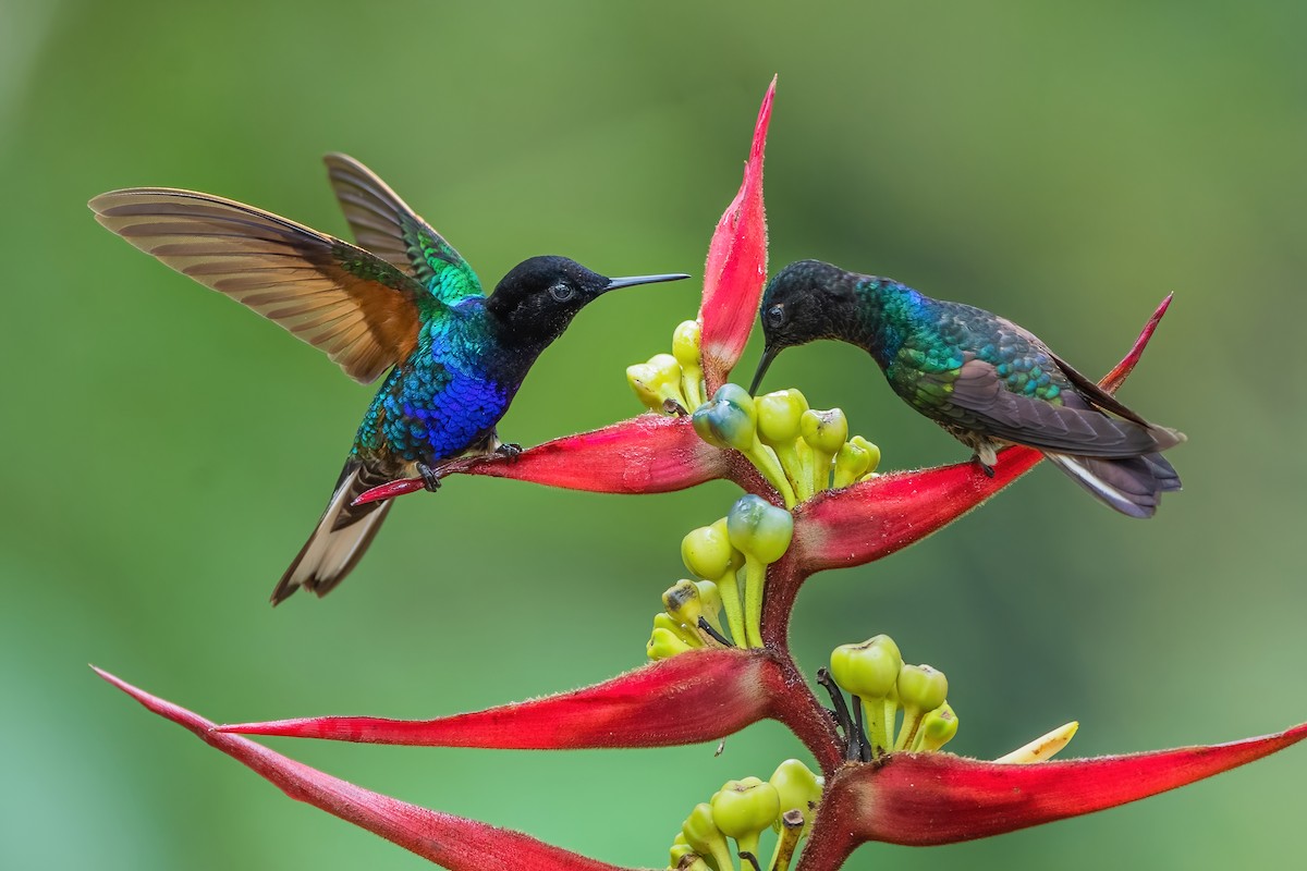 kolibřík hyacintový - ML587489711