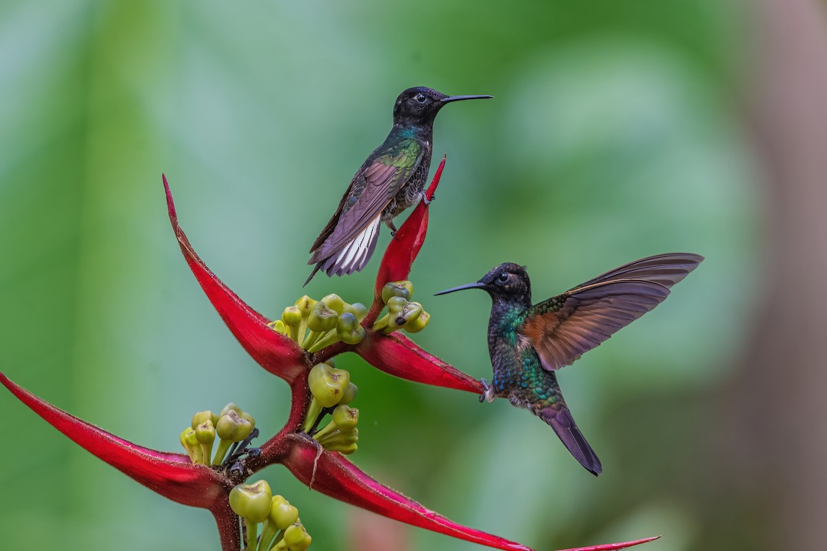 kolibřík hyacintový - ML587489731
