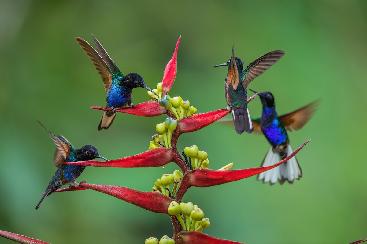 kolibřík hyacintový - ML587489751