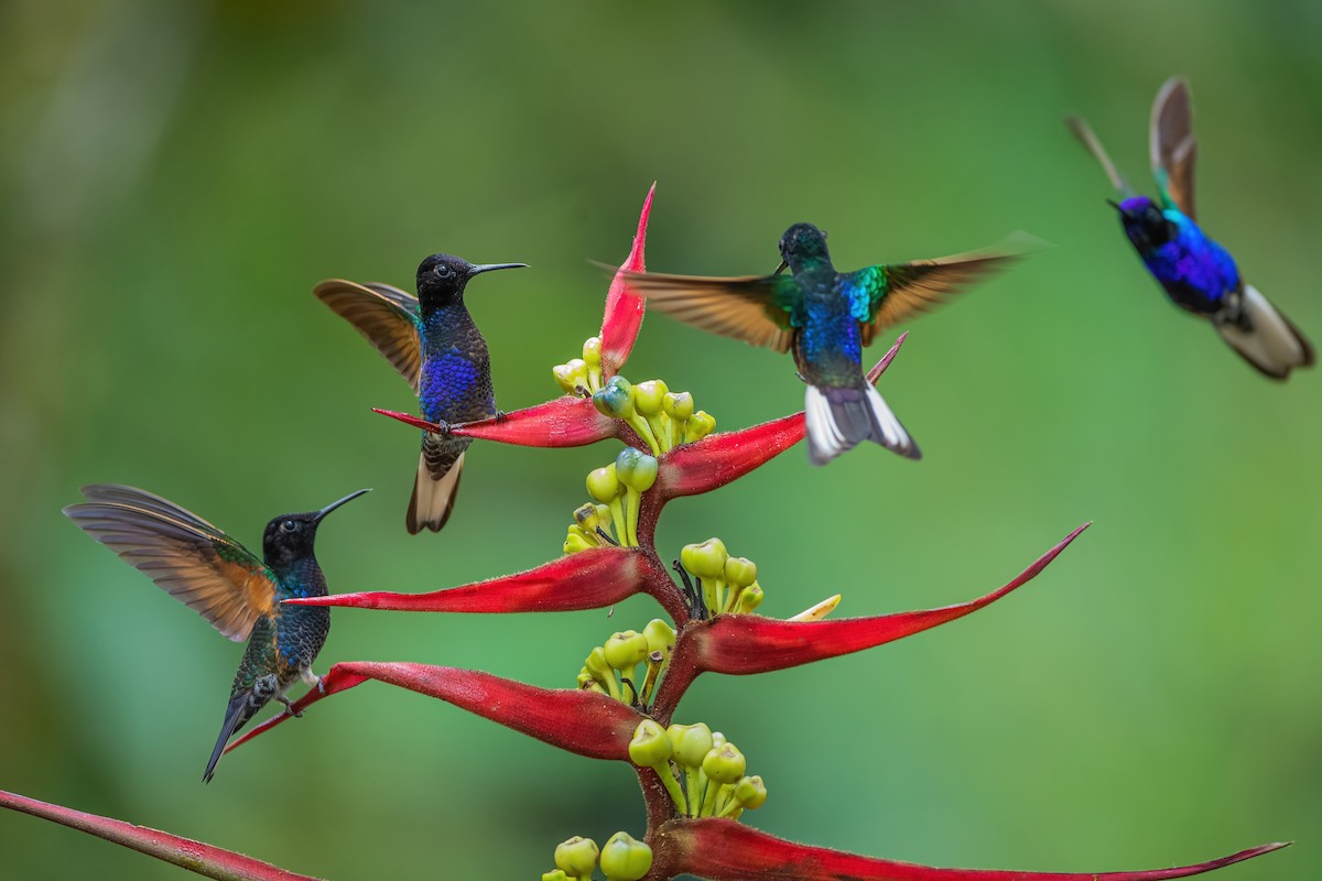 kolibřík hyacintový - ML587489771