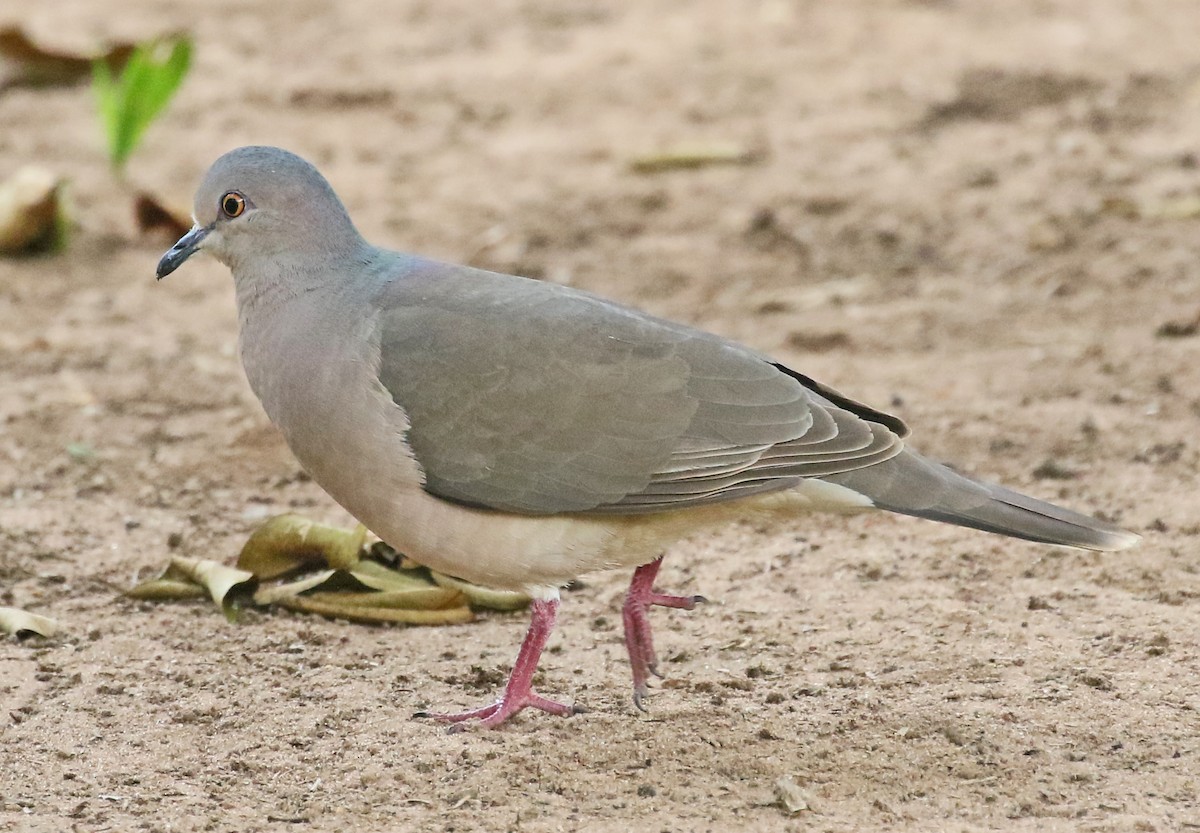 White-tipped Dove - Charlotte Byers
