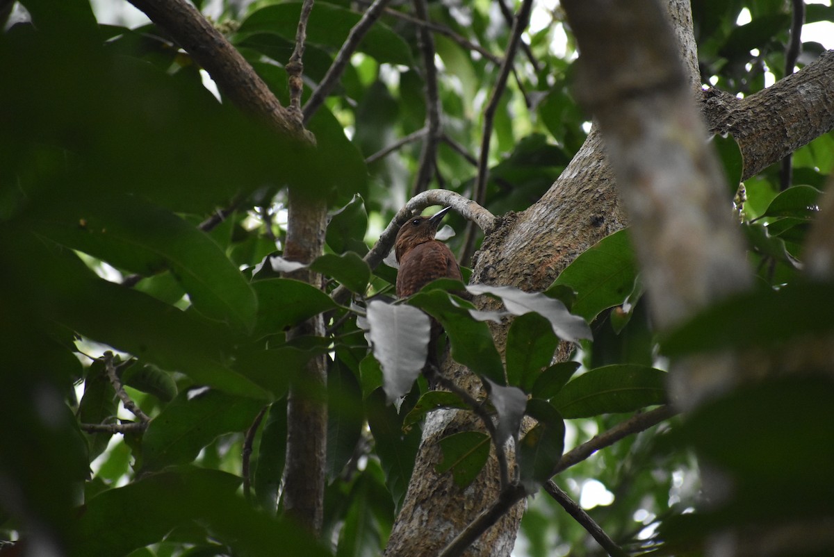 Rufous Woodpecker - Sayak Dolai