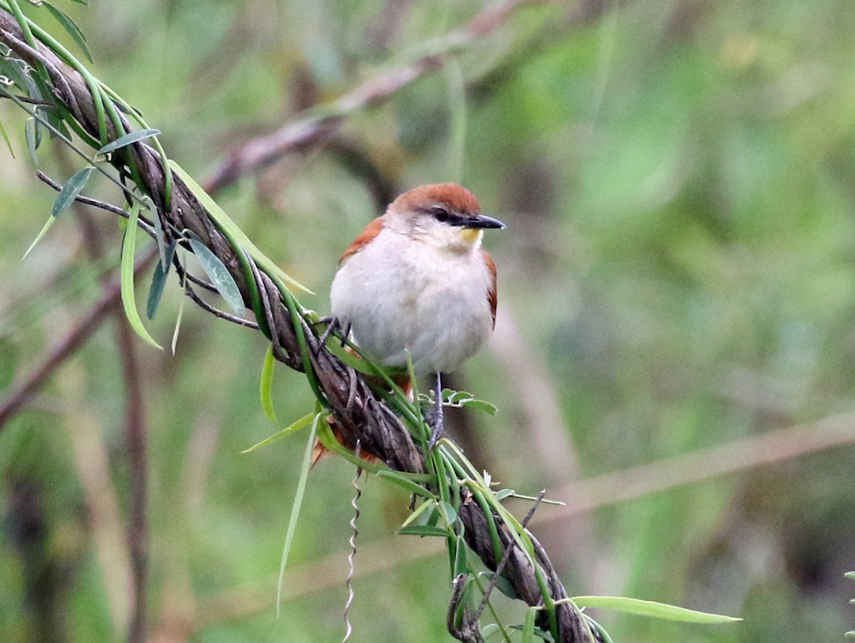 Yellow-chinned Spinetail - Charlotte Byers