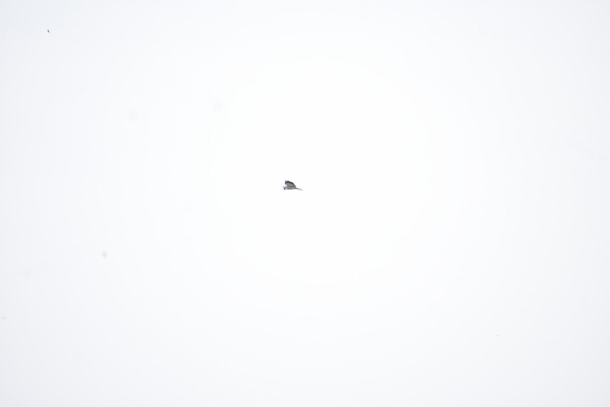 Black-winged Kite - ML587492831