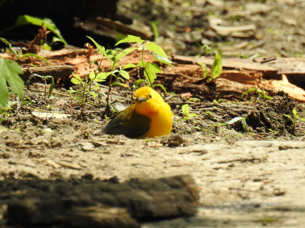Prothonotary Warbler - ML587493151
