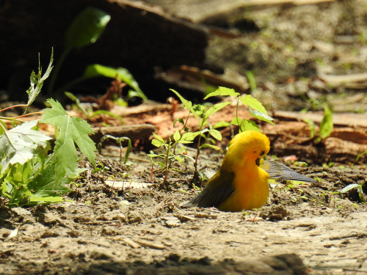 Prothonotary Warbler - ML587493211