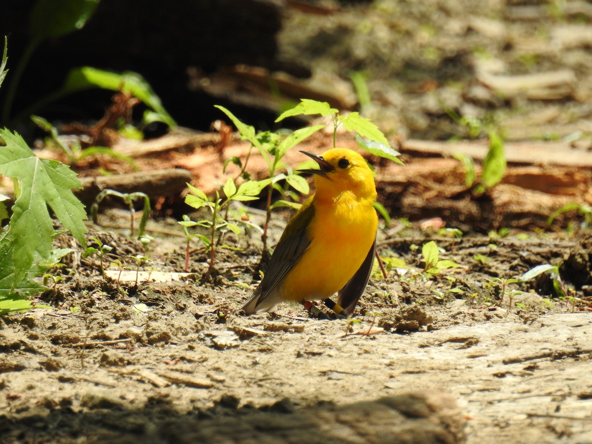 Prothonotary Warbler - ML587493281