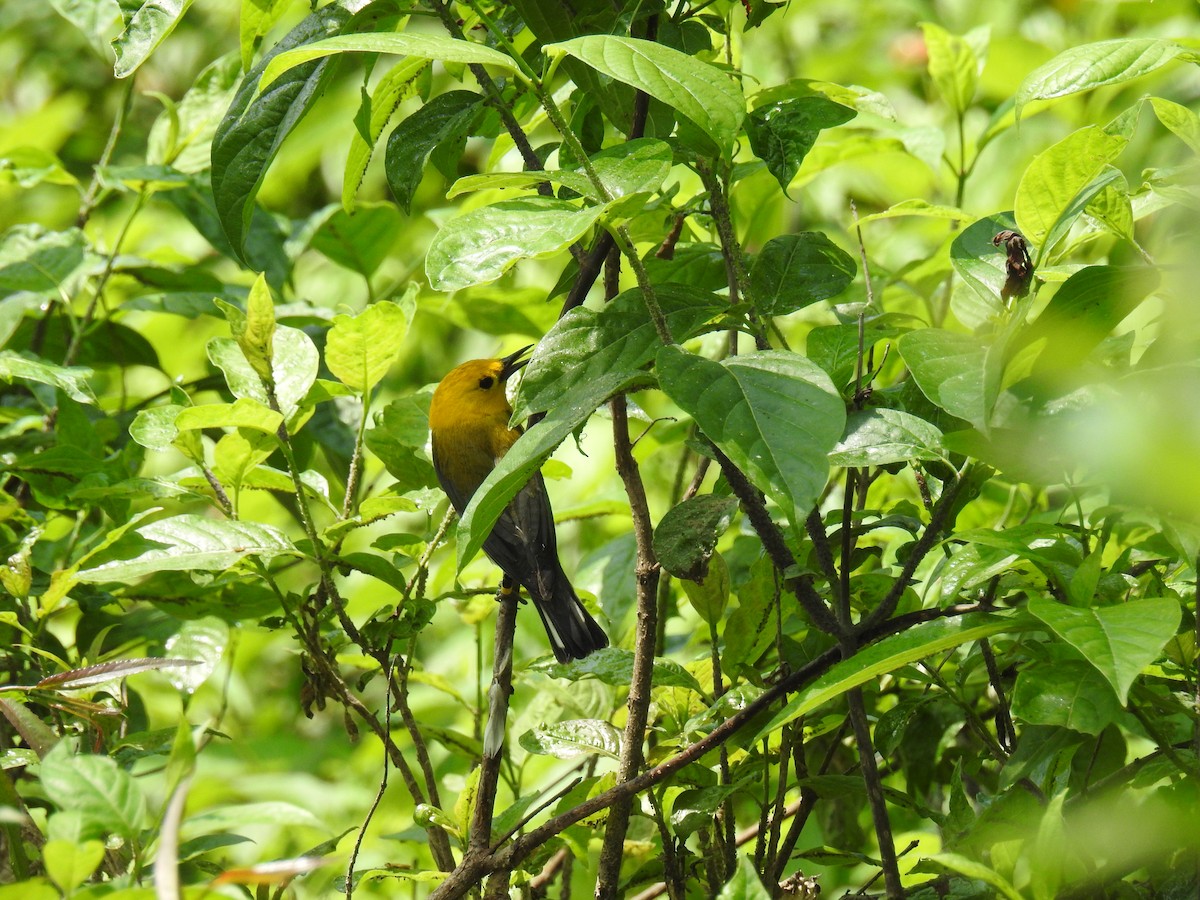 Prothonotary Warbler - ML587493291
