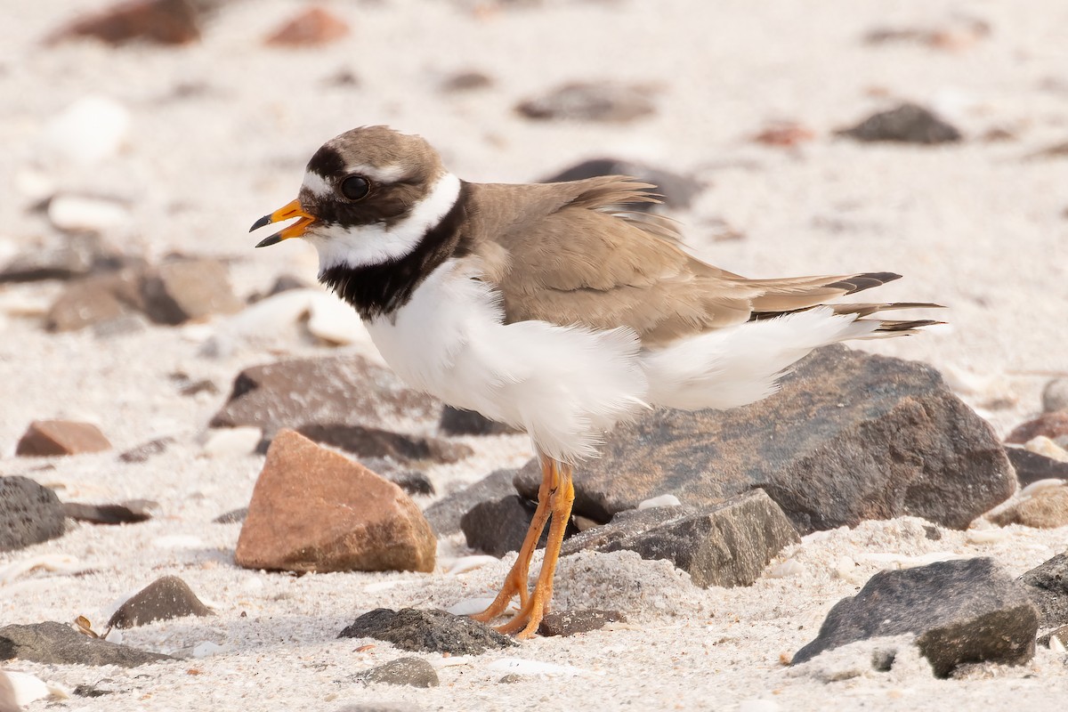 Common Ringed Plover - ML587493301