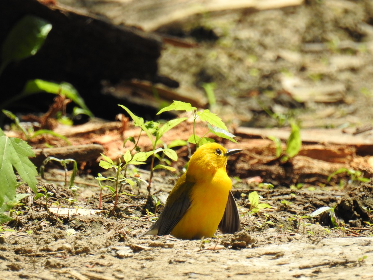 Prothonotary Warbler - ML587493311