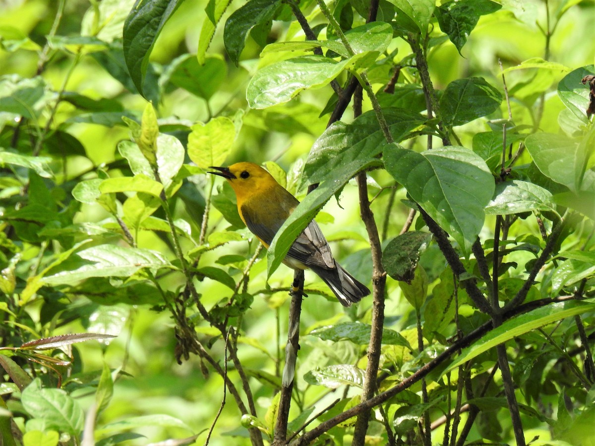 Prothonotary Warbler - ML587493321