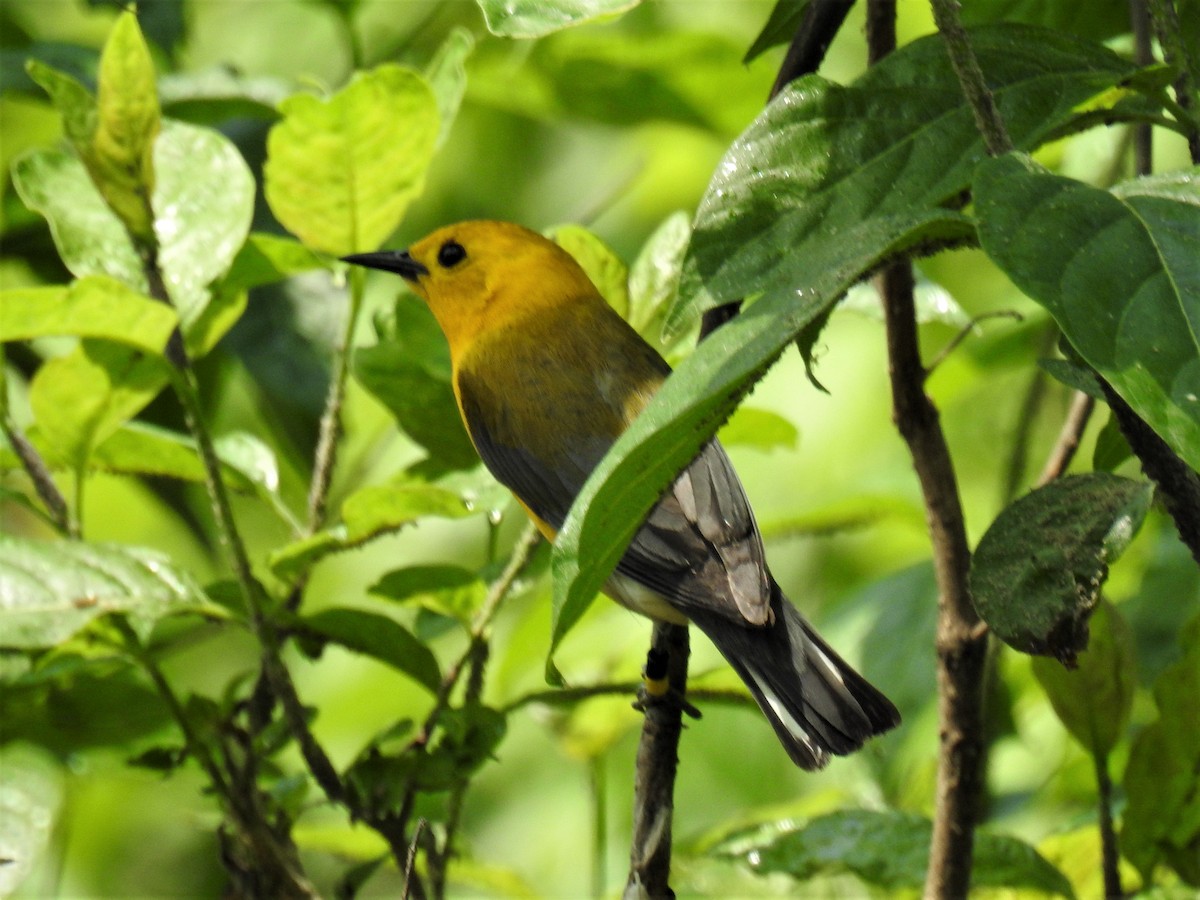 Prothonotary Warbler - ML587493361