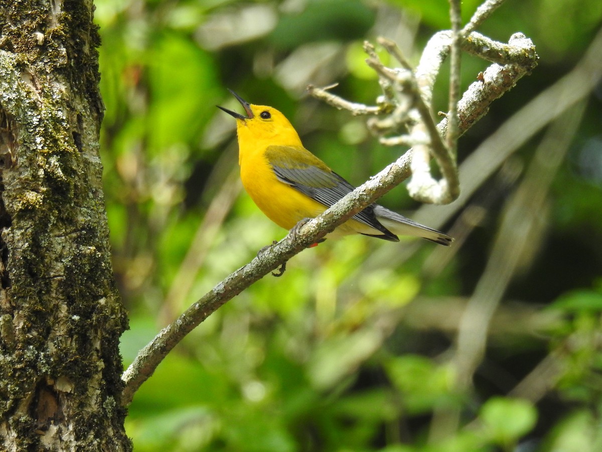 Prothonotary Warbler - ML587493481