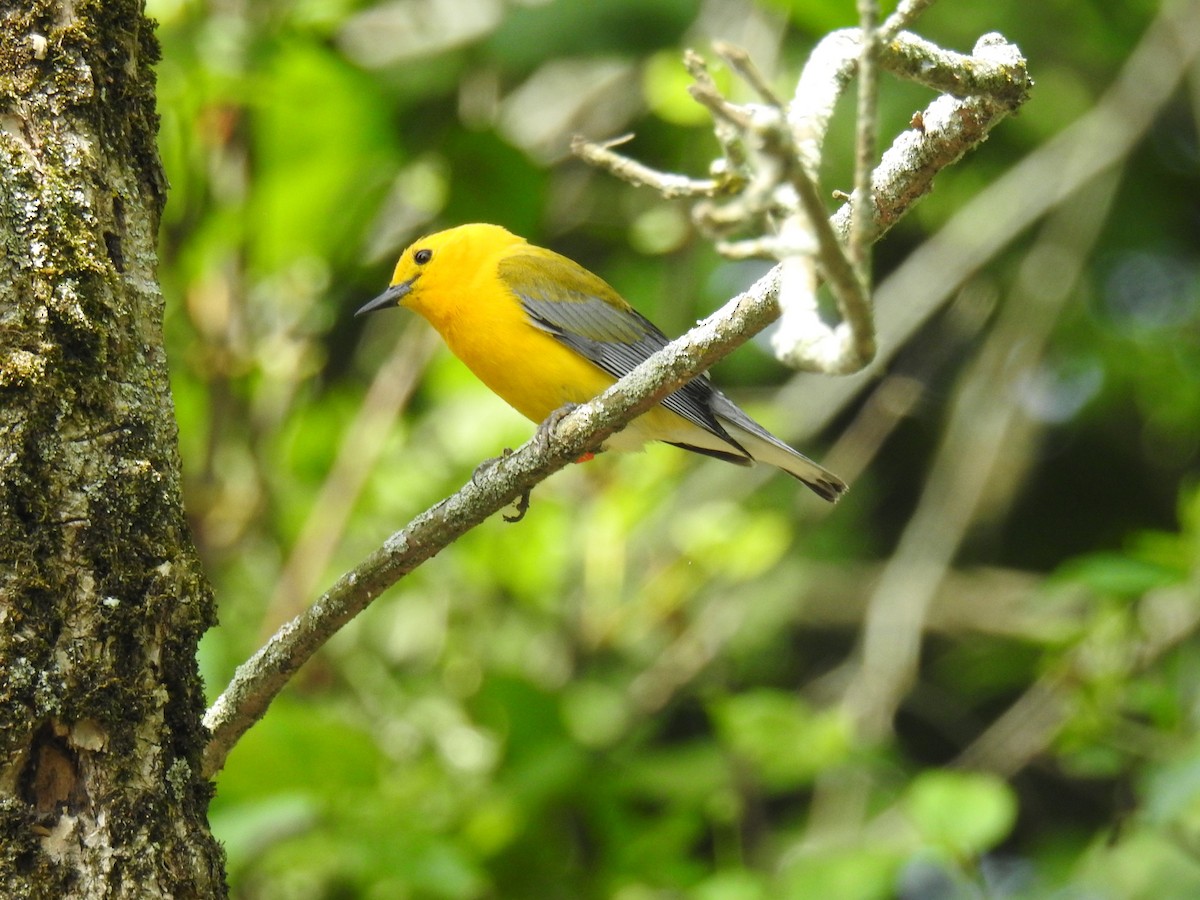 Prothonotary Warbler - ML587493551
