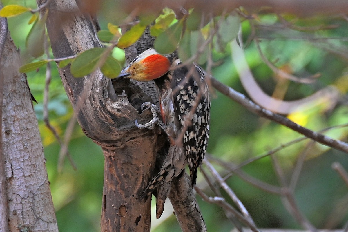 Yellow-crowned Woodpecker - ML587493751