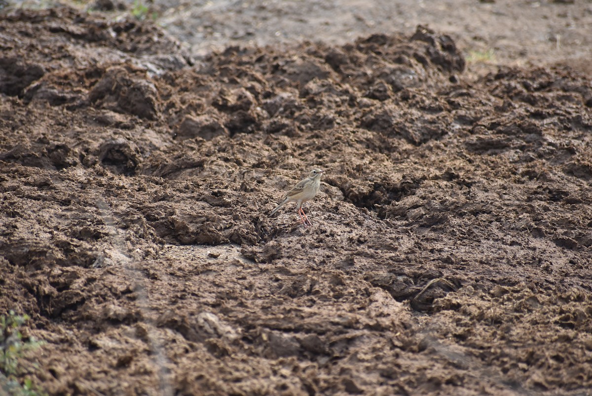 pipit sp. - ML587494961