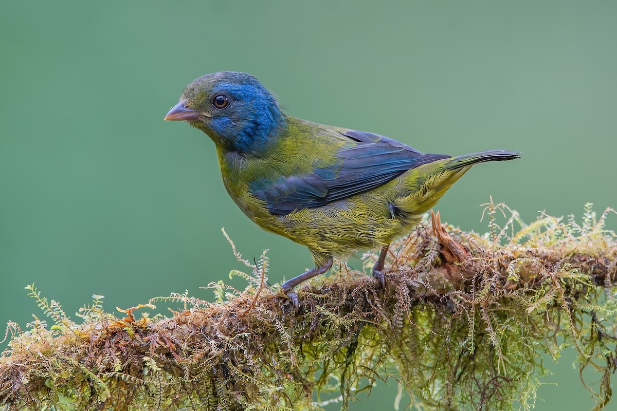 Moss-backed Tanager - ML587504961