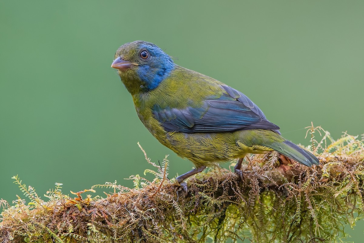Moss-backed Tanager - ML587504971