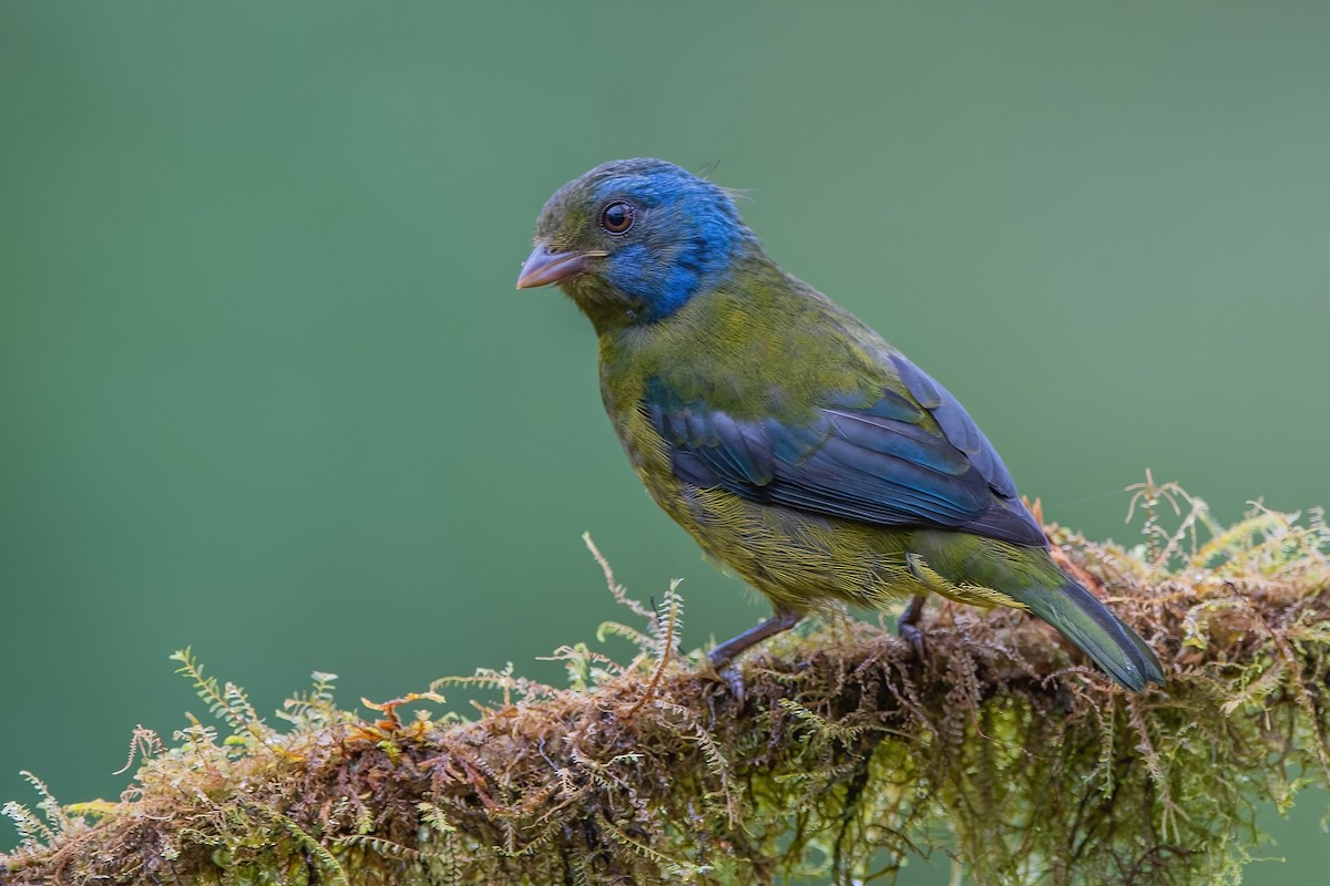 Moss-backed Tanager - ML587504981