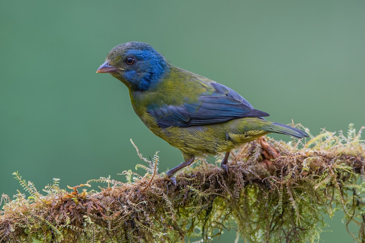 Moss-backed Tanager - ML587504991