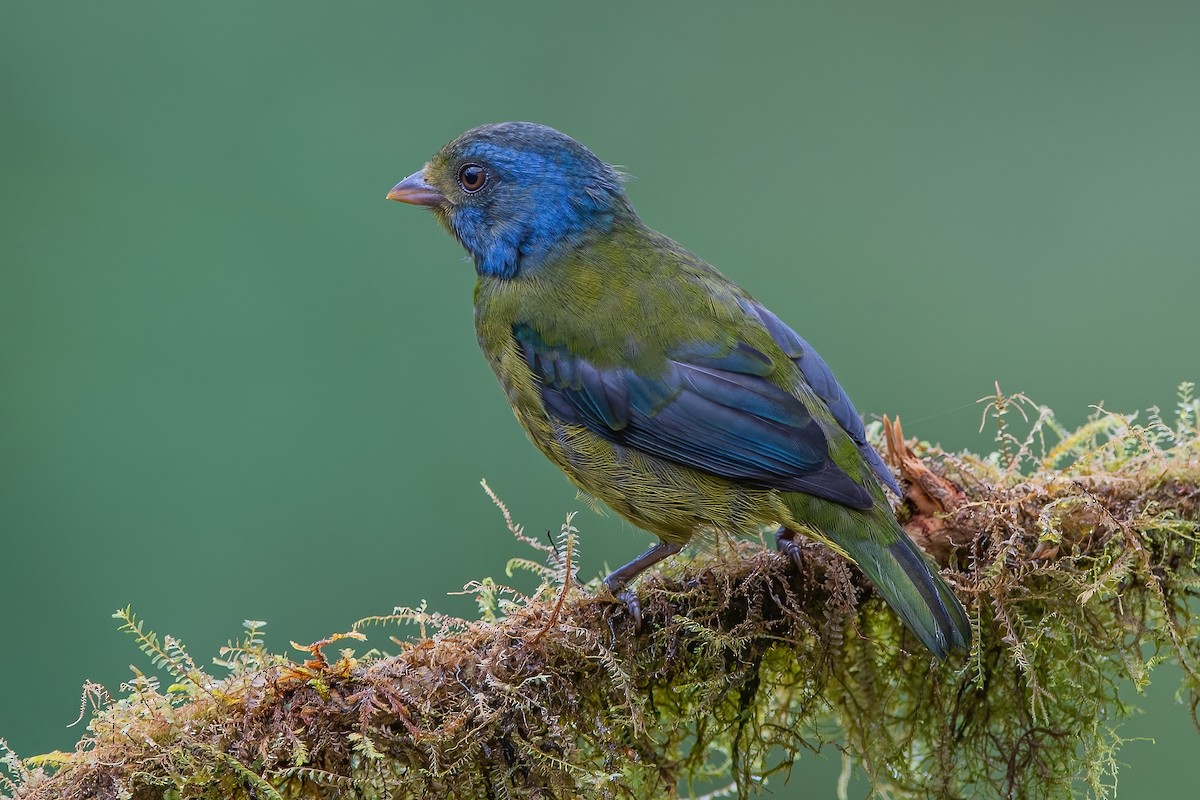 Moss-backed Tanager - ML587505011
