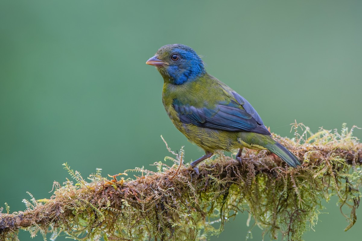 Moss-backed Tanager - ML587505021
