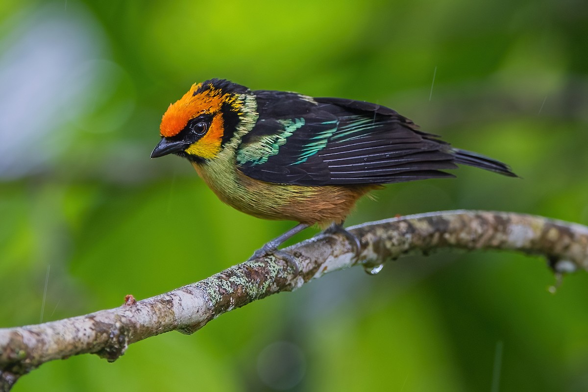 Flame-faced Tanager - ML587505891