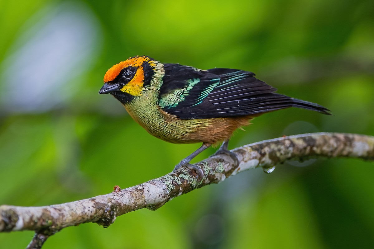 Flame-faced Tanager - ML587505901