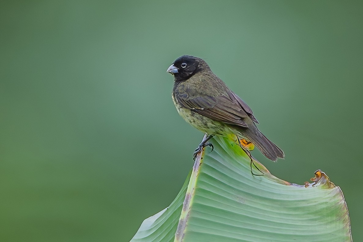 Yellow-bellied Seedeater - Ngoc Sam Thuong Dang