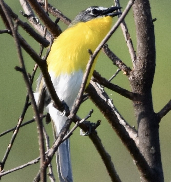 Yellow-breasted Chat - ML587507231