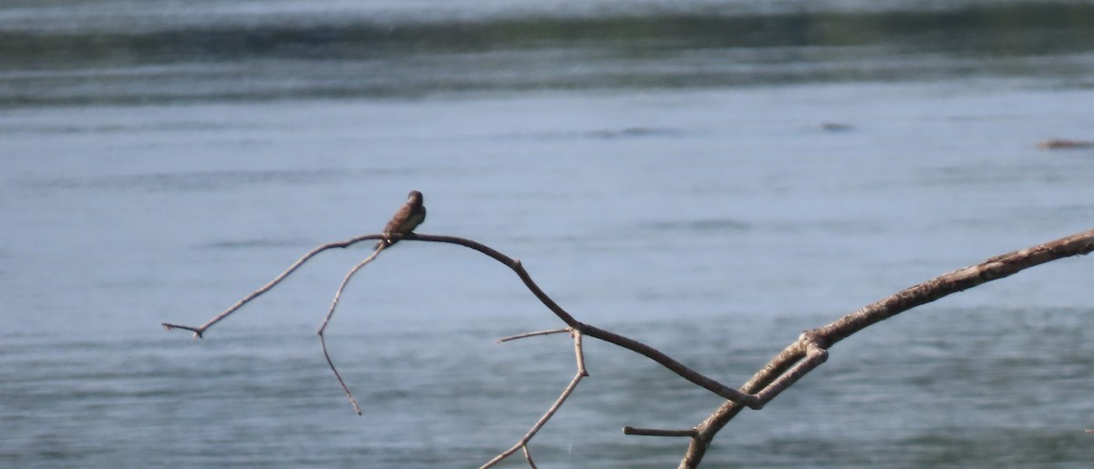 Southern Rough-winged Swallow - ML587508591