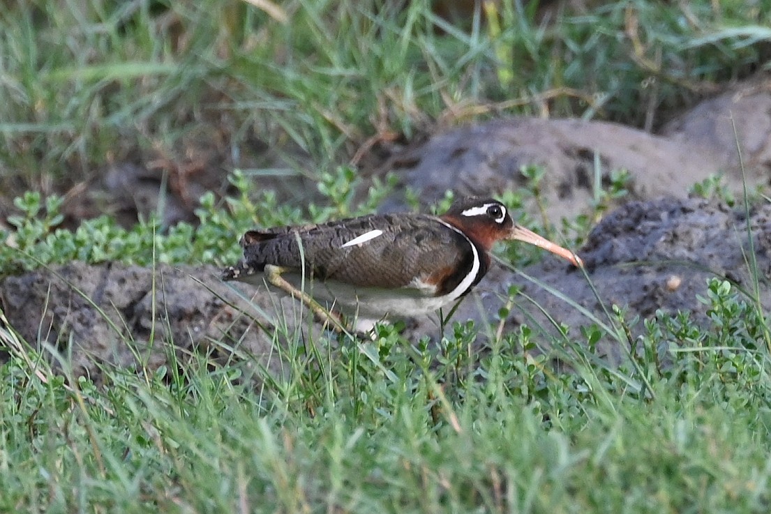 Greater Painted-Snipe - ML587509221