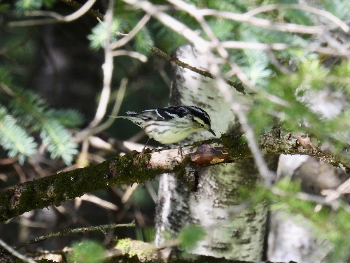 Black-and-white Warbler - ML587509841