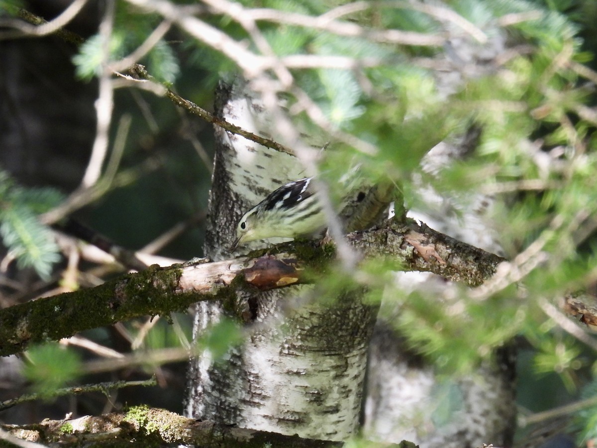 Black-and-white Warbler - ML587510031