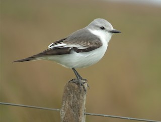  - White-rumped Monjita