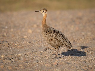 Red-winged Tinamou - Rhynchotus rufescens - Birds of the World