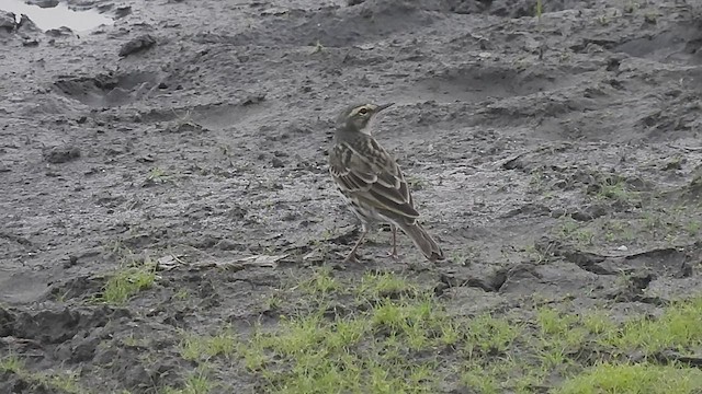 Rosy Pipit - ML587512831