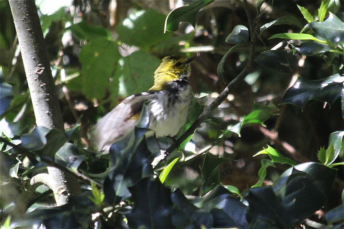 Black-throated Green Warbler - Rita Carratello