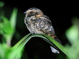  - Spot-tailed Nightjar