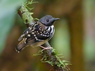  - Spot-backed Antbird