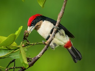  - Black-girdled Barbet